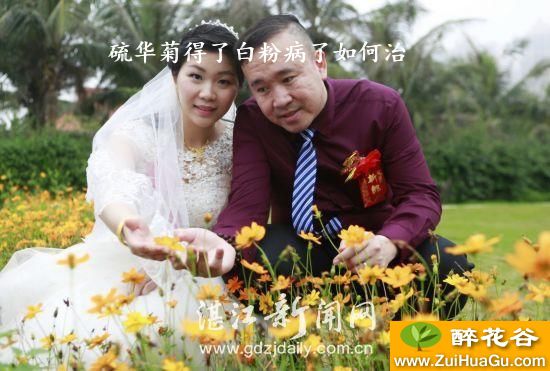 硫华菊得了白粉病了如何治