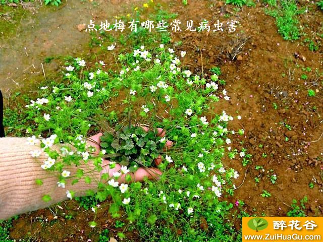 点地梅有哪些常见病虫害