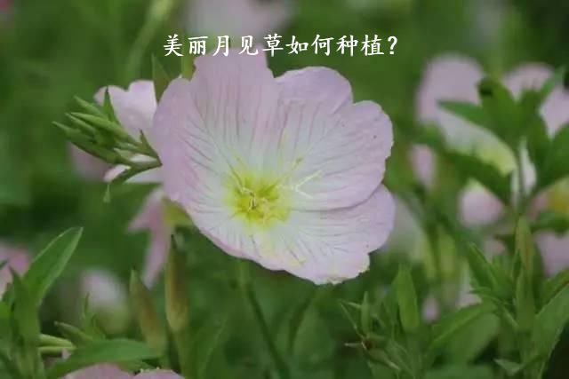 美丽月见草如何种植？