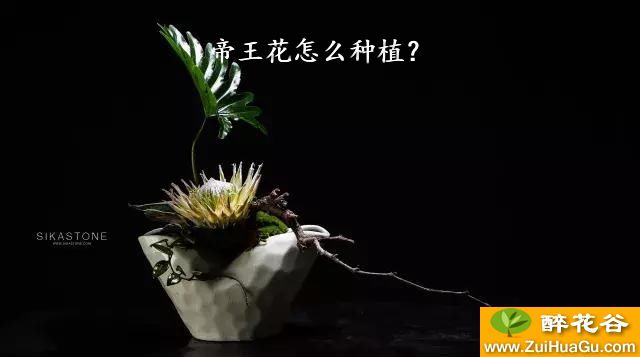 帝王花怎么种植？