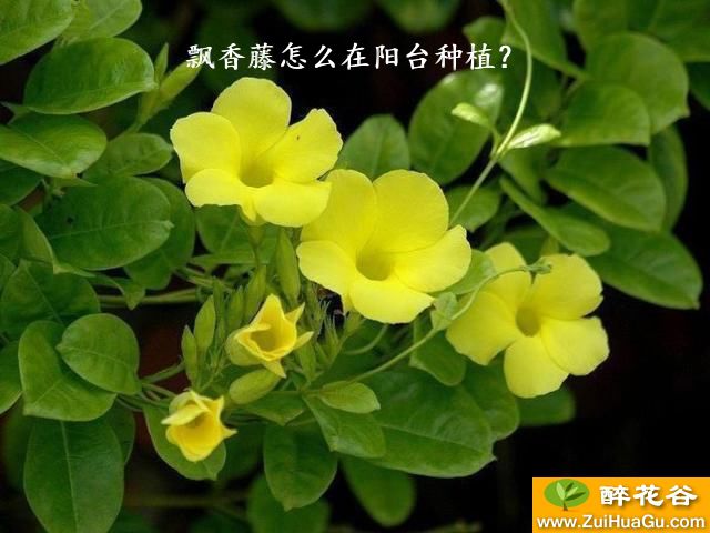 飘香藤怎么在阳台种植？