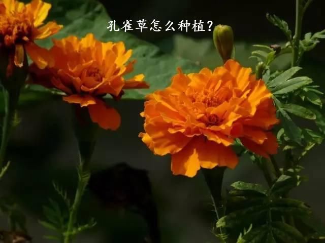 孔雀草怎么种植？