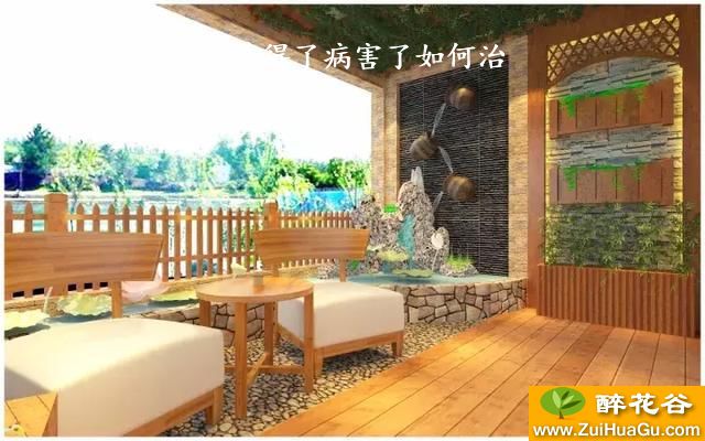 夏堇得了病害了如何治