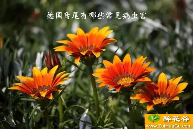 德国鸢尾有哪些常见病虫害