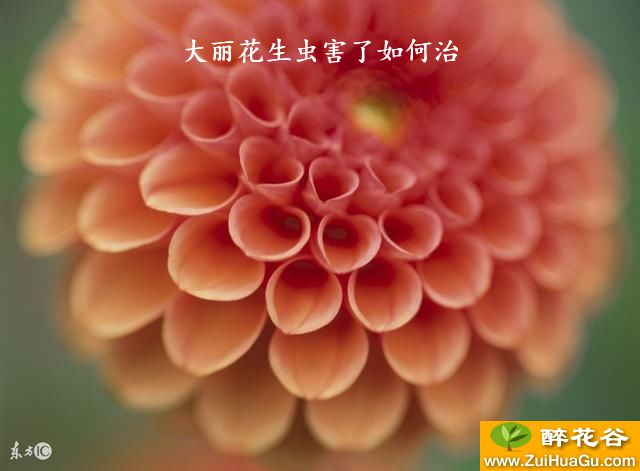 大丽花生虫害了如何治