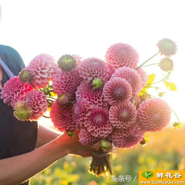 大丽花得了病害了如何治