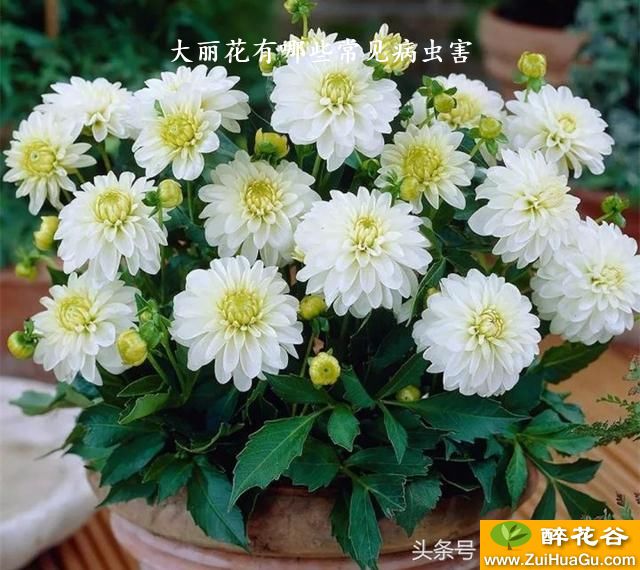 大丽花有哪些常见病虫害