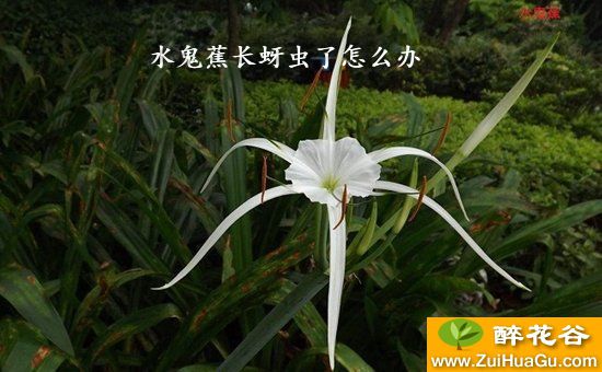 水鬼蕉长蚜虫了怎么办