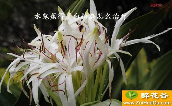 水鬼蕉得了白粉病怎么治疗
