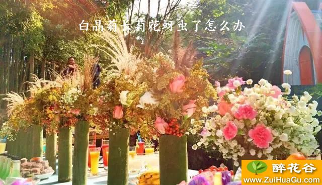 白晶菊长菊花蚜虫了怎么办
