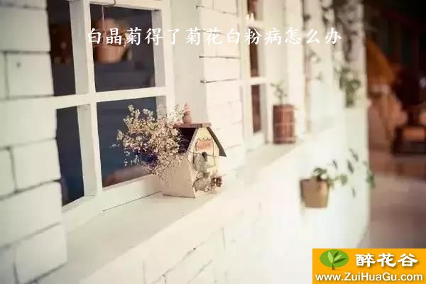 白晶菊得了菊花白粉病怎么办