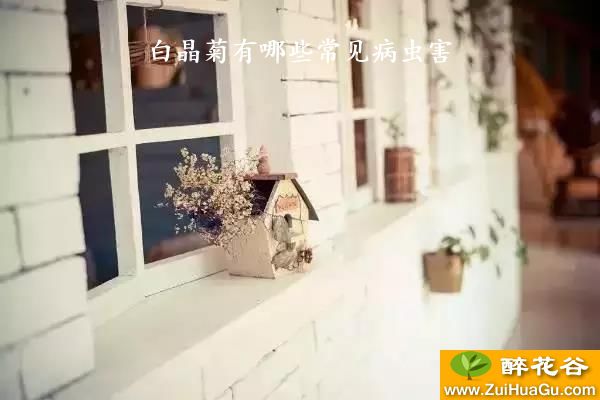 白晶菊有哪些常见病虫害