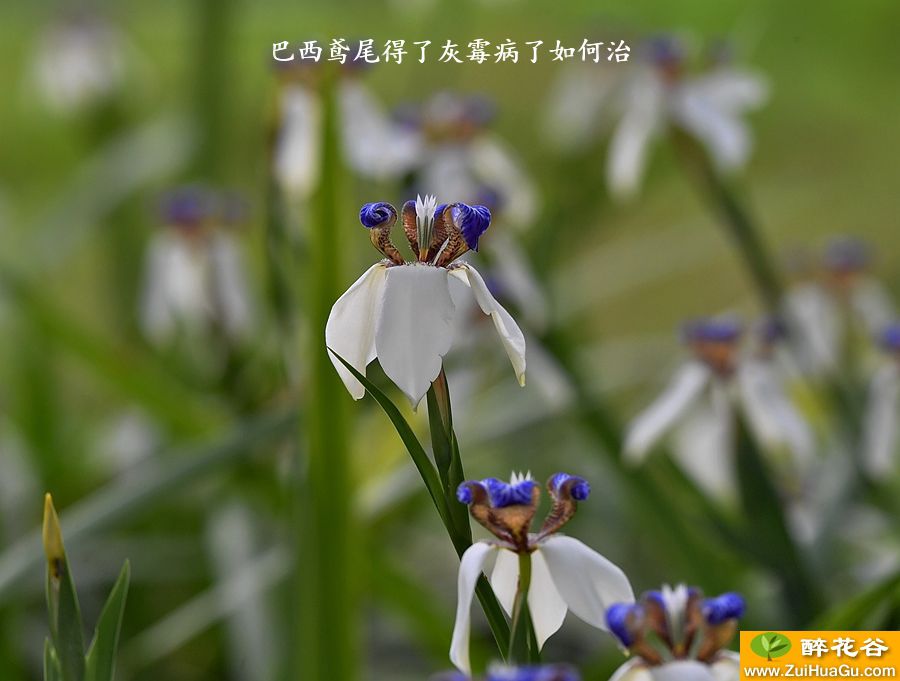 巴西鸢尾得了灰霉病了如何治