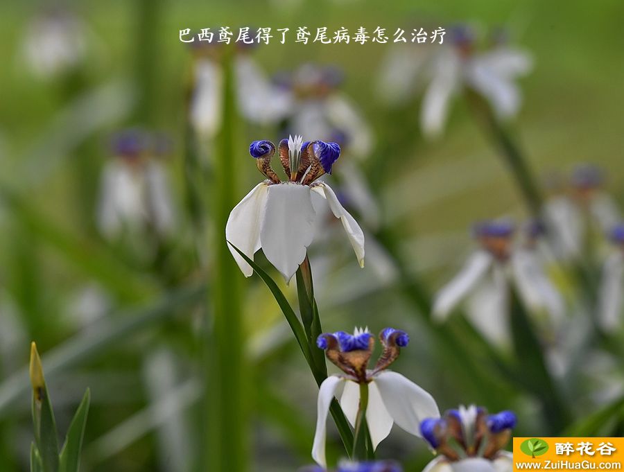 巴西鸢尾得了鸢尾病毒怎么治疗