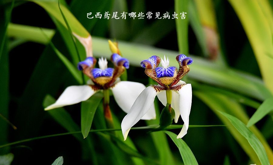 巴西鸢尾有哪些常见病虫害