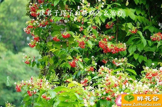 使君子得了白粉病怎么治疗
