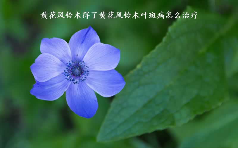 黄花风铃木得了黄花风铃木叶斑病怎么治疗