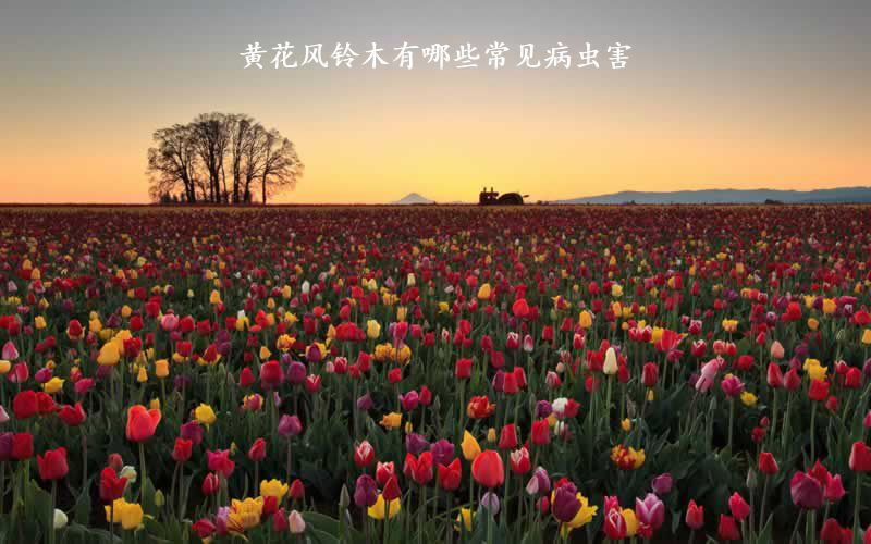 黄花风铃木有哪些常见病虫害