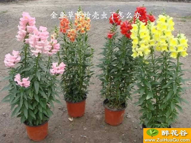 金鱼草长蚧壳虫了怎么办