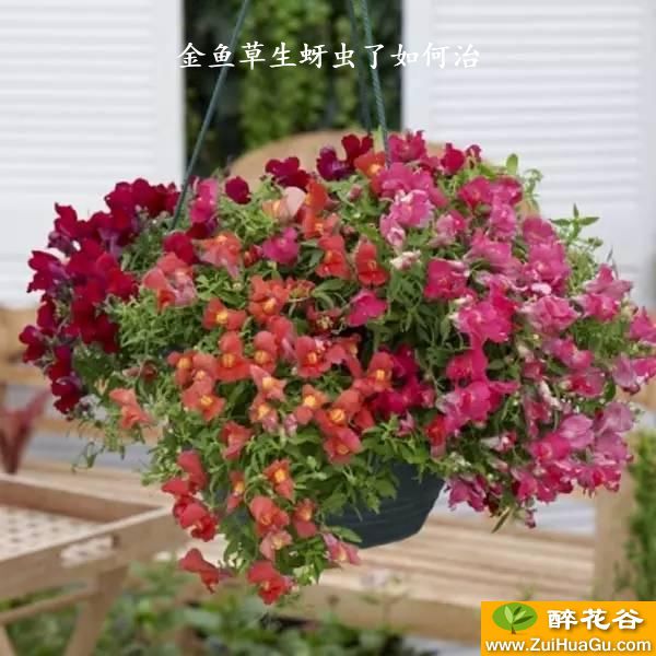 金鱼草生蚜虫了如何治