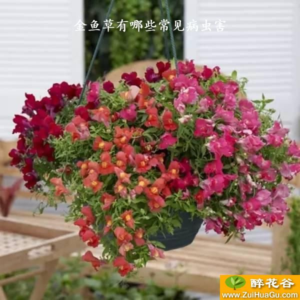 金鱼草有哪些常见病虫害