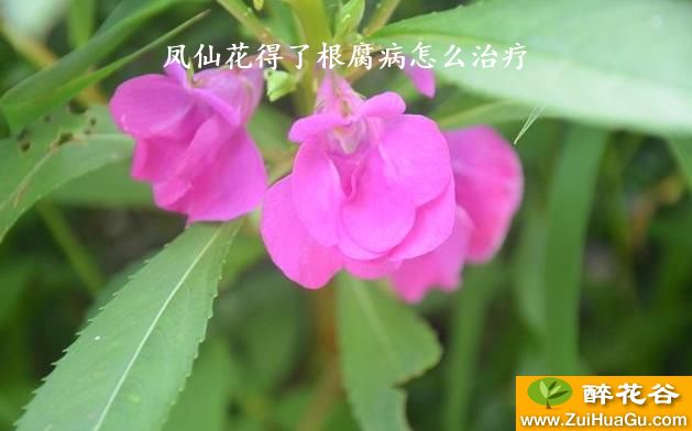凤仙花得了根腐病怎么治疗