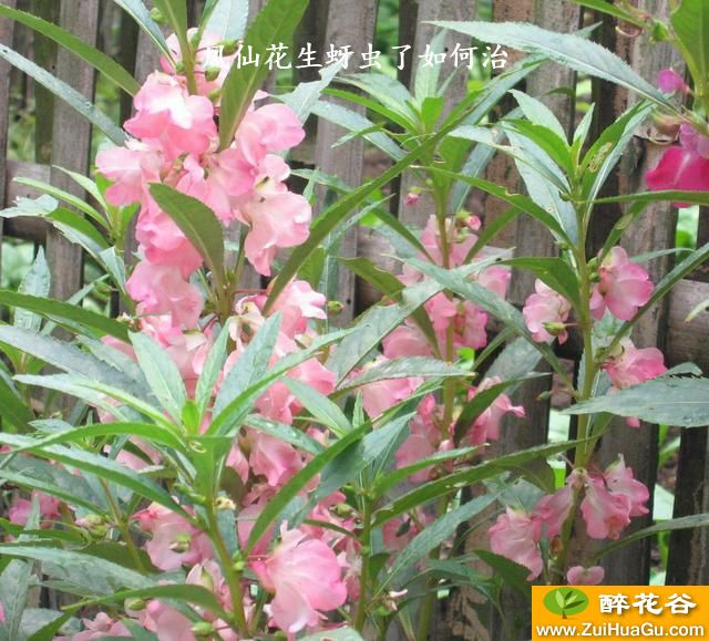 凤仙花生蚜虫了如何治