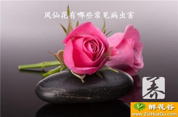 凤仙花有哪些常见病虫害
