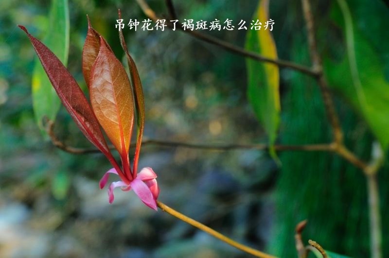 吊钟花得了褐斑病怎么治疗