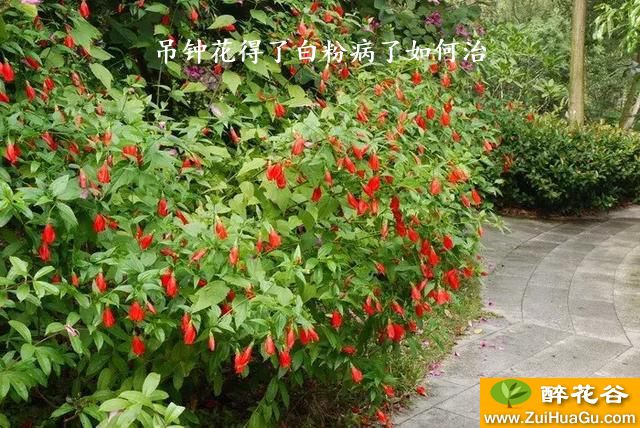 吊钟花得了白粉病了如何治