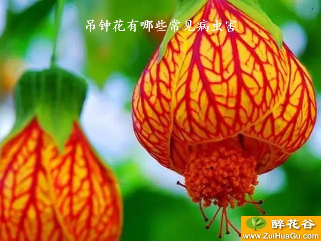 吊钟花有哪些常见病虫害