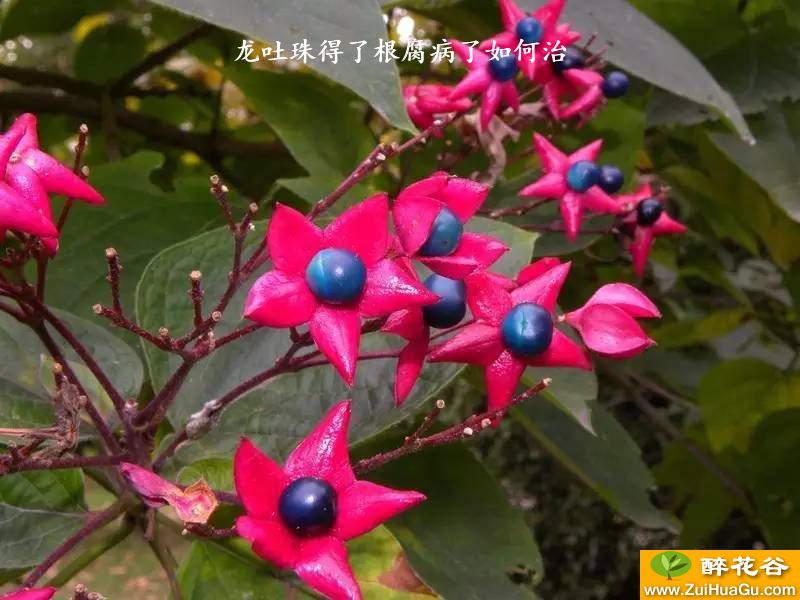 龙吐珠得了根腐病了如何治