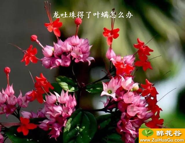 龙吐珠得了叶螨怎么办