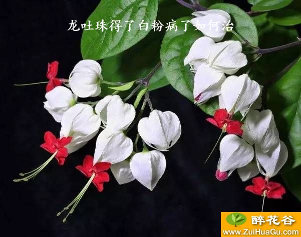 龙吐珠得了白粉病了如何治