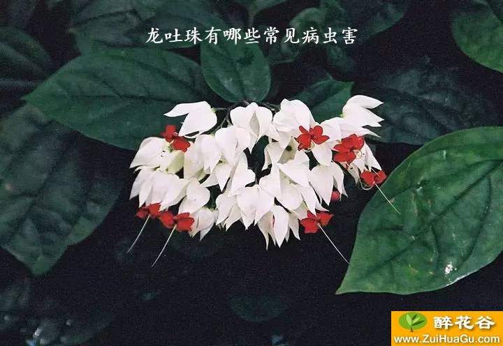 龙吐珠有哪些常见病虫害