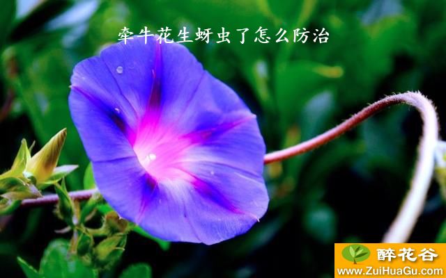 牵牛花生蚜虫了怎么防治