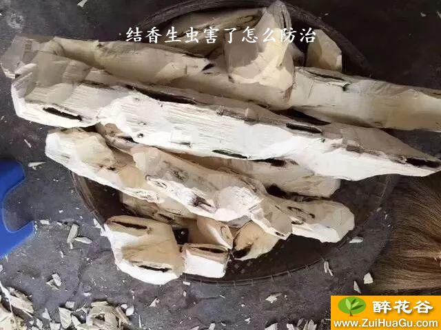 结香生虫害了怎么防治
