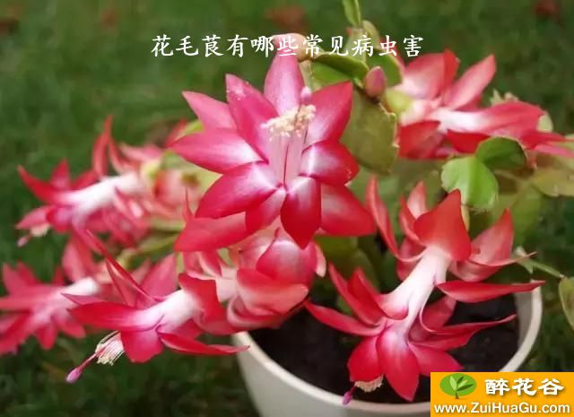 花毛茛有哪些常见病虫害