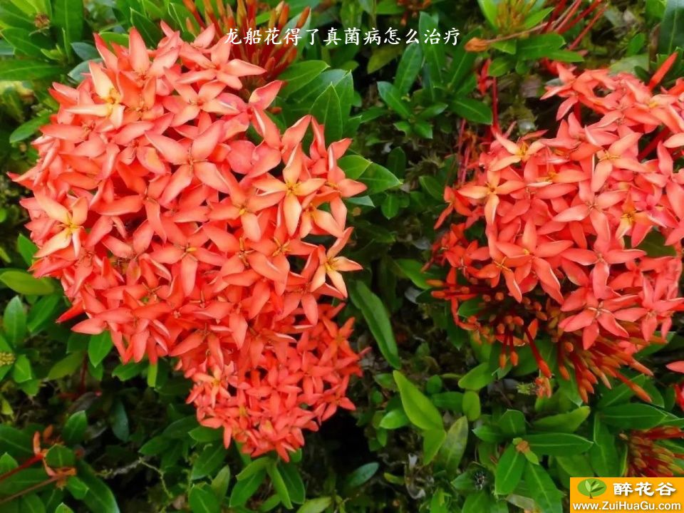 龙船花得了真菌病怎么治疗