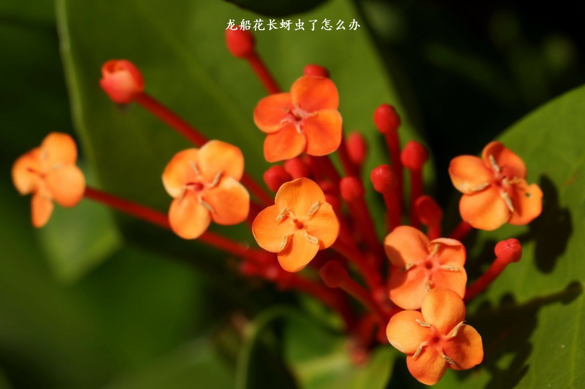 龙船花长蚜虫了怎么办