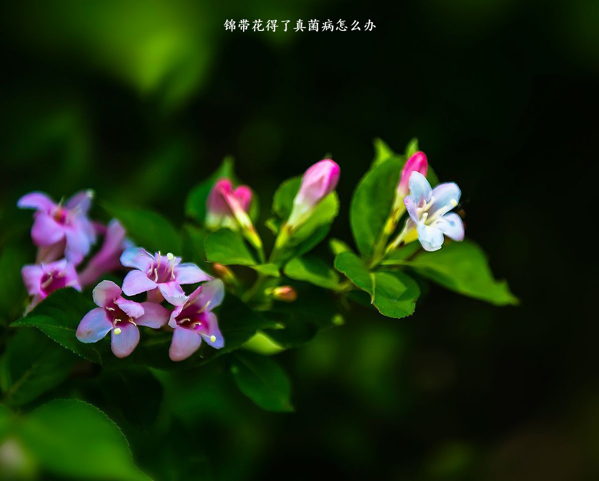 锦带花得了真菌病怎么办