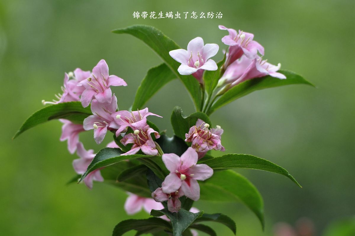 锦带花生螨虫了怎么防治