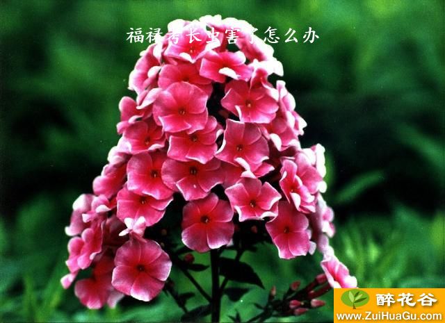 福禄考长虫害了怎么办