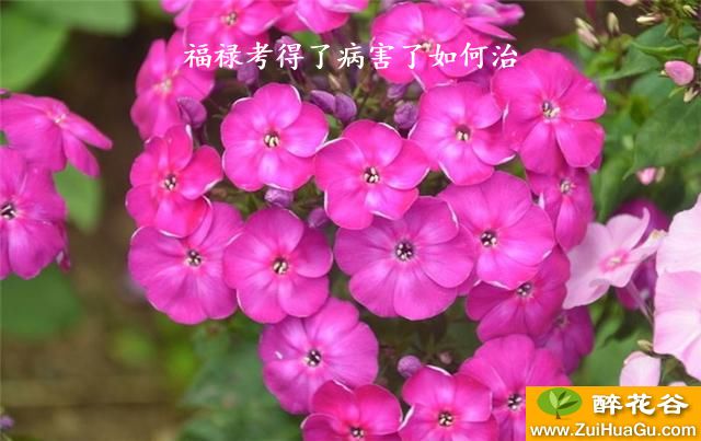 福禄考得了病害了如何治