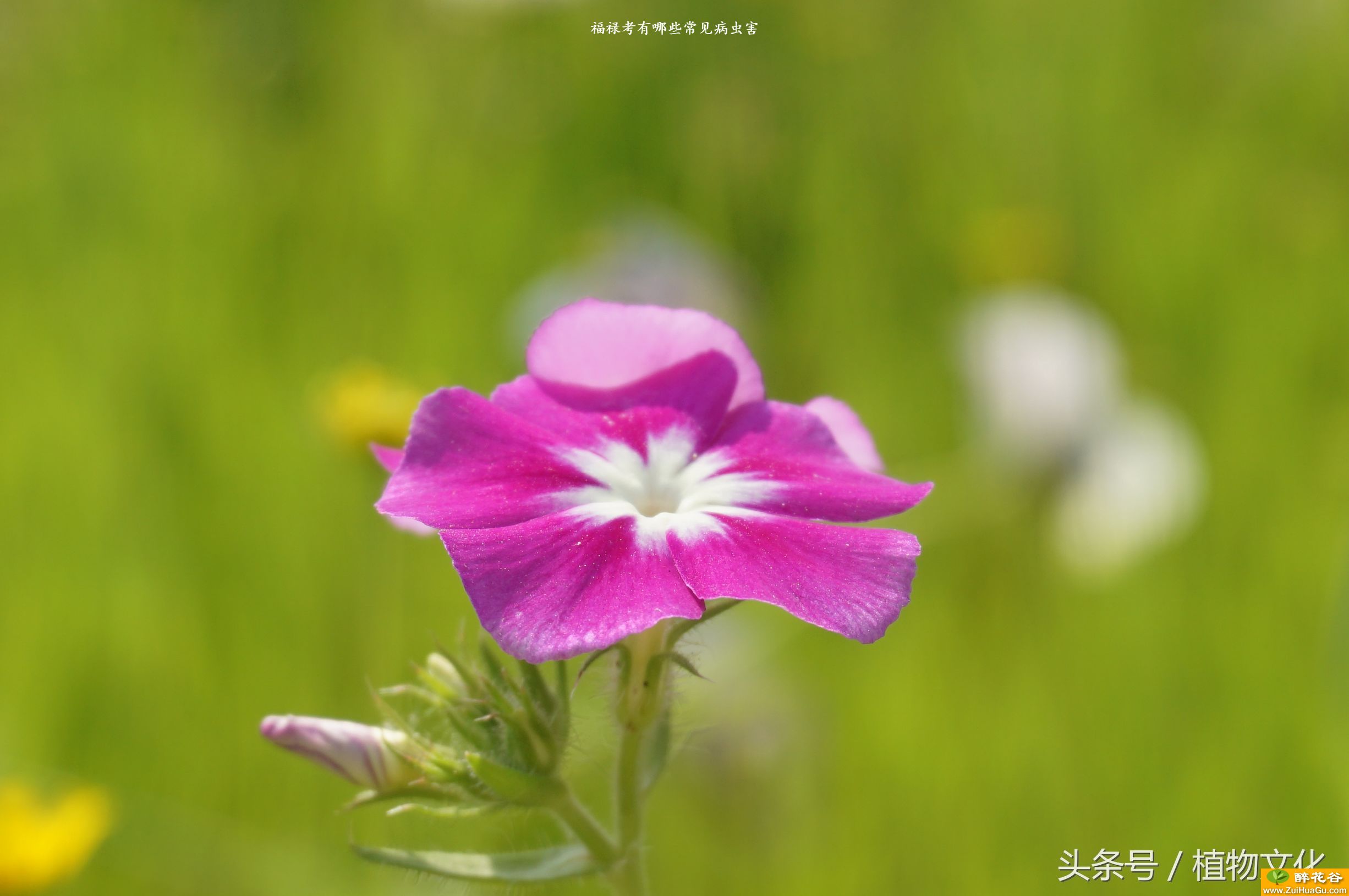 福禄考有哪些常见病虫害
