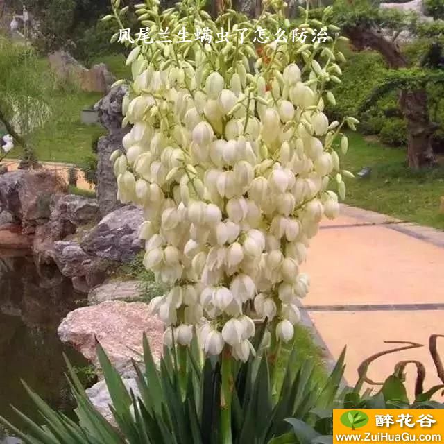 凤尾兰生螨虫了怎么防治