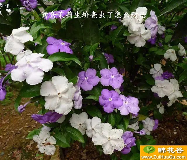 鸳鸯茉莉生蚧壳虫了怎么防治