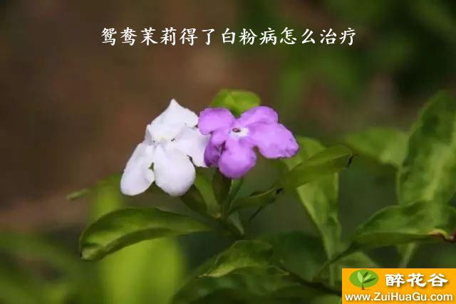 鸳鸯茉莉得了白粉病怎么治疗