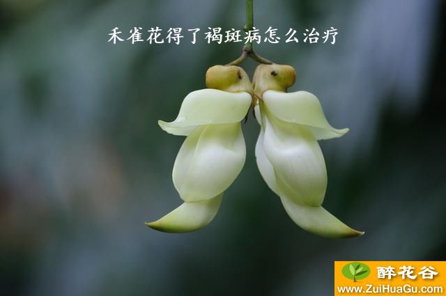 禾雀花得了褐斑病怎么治疗