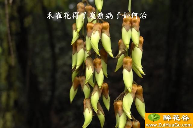 禾雀花得了炭疽病了如何治